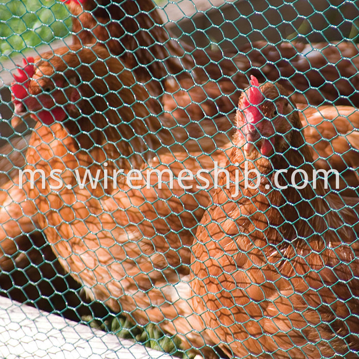 Hexagonal poultry wire fence